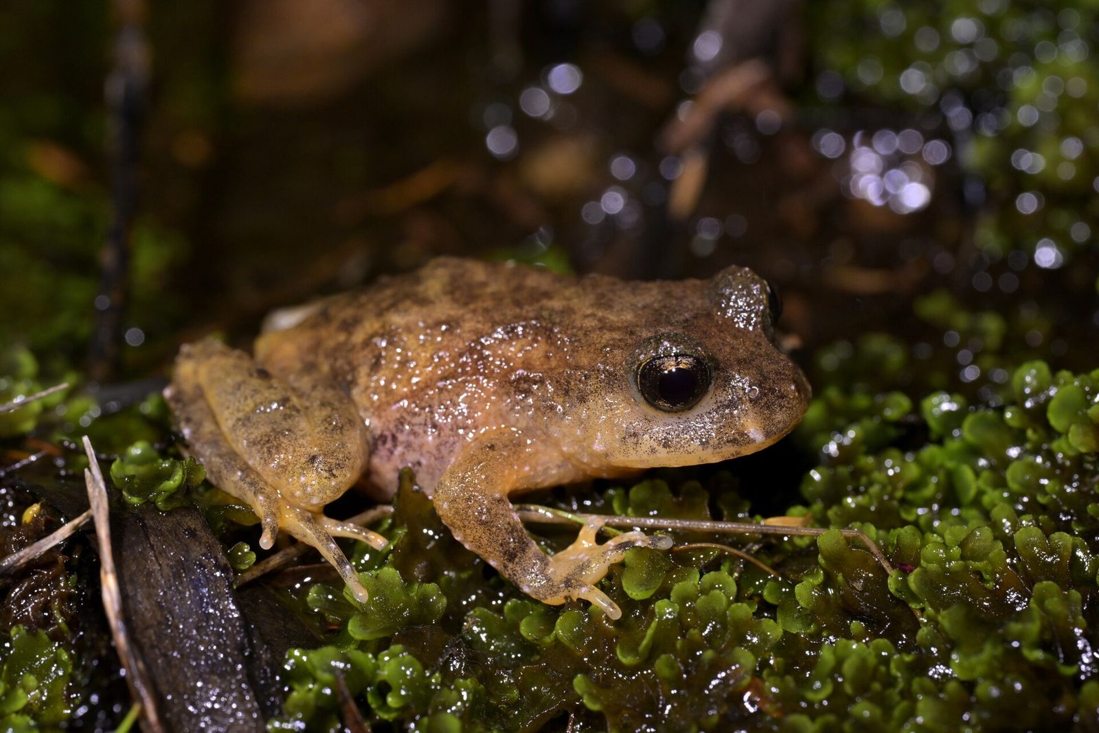 Hochstetter's Frog