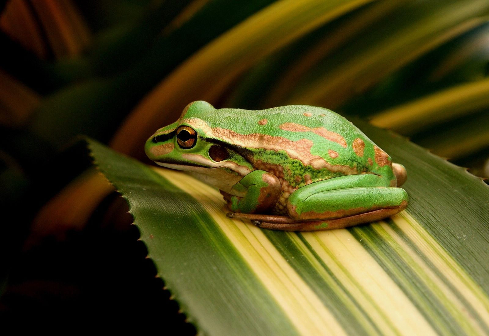 Green and Golden Bell Frog