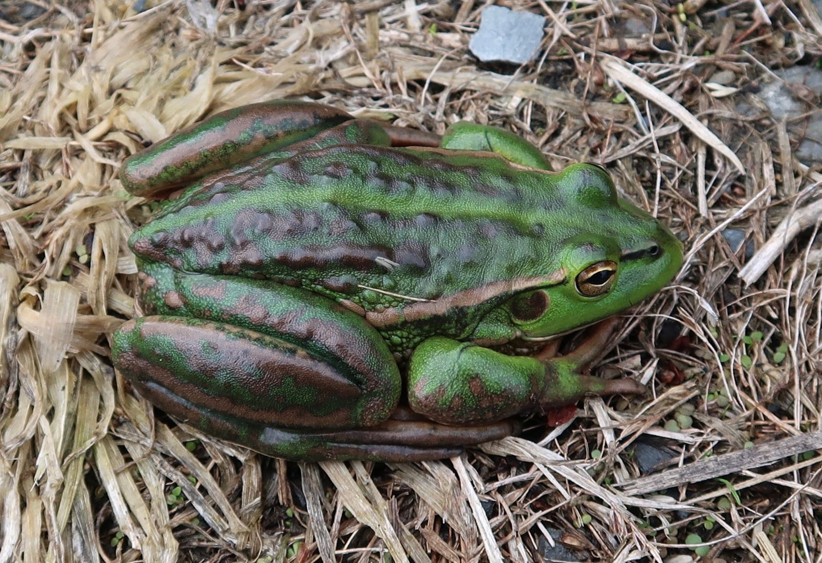 Southern Bell Frog
