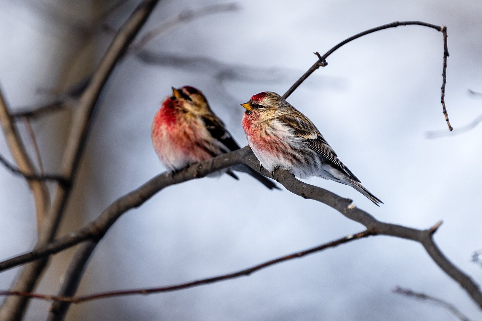 Common Redpoll