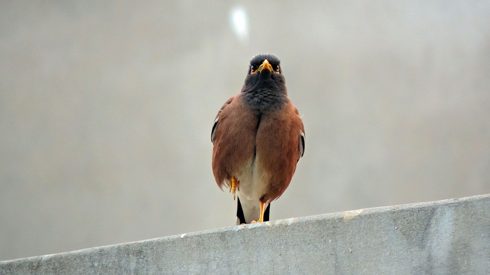 Common Myna