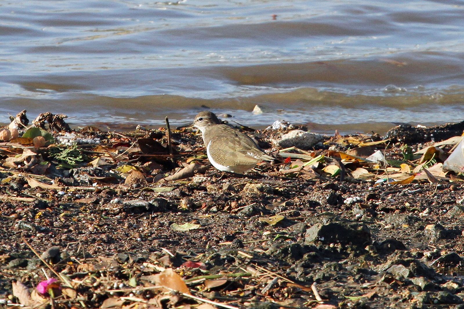 Common Sandpiper