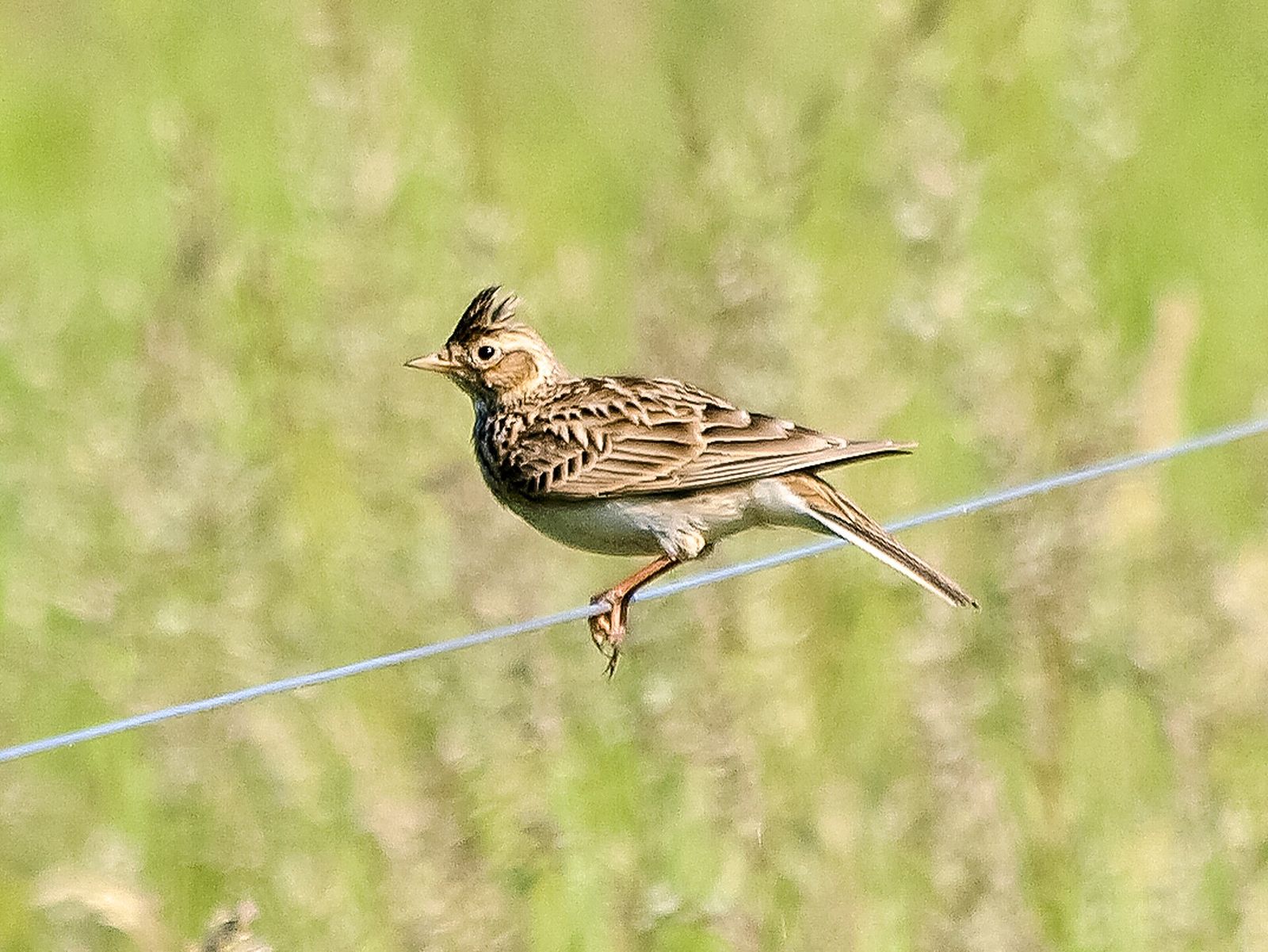 Eurasian Skylark
