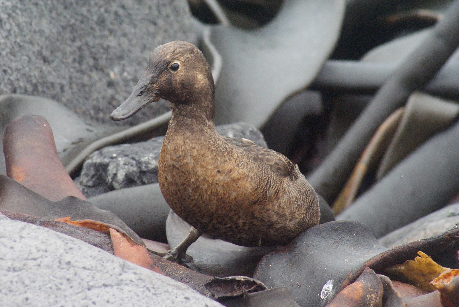 Auckland Island Teal