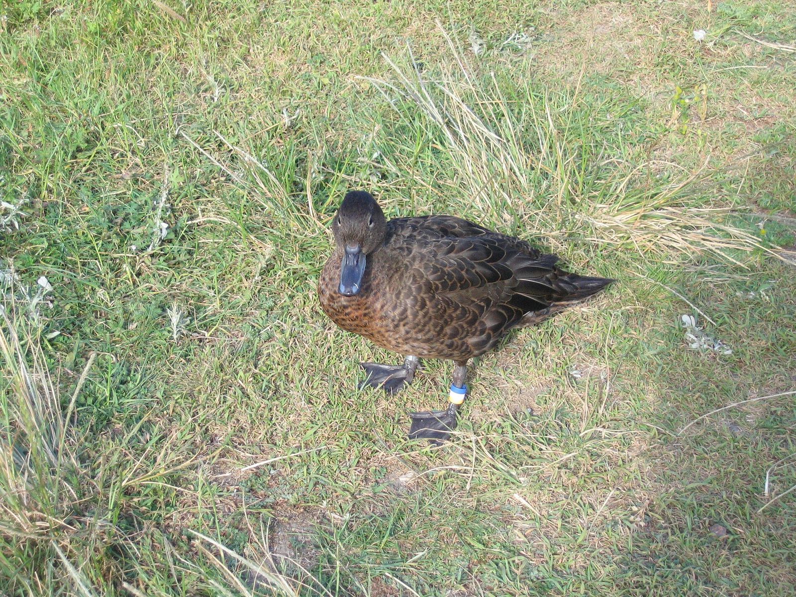 Brown Teal
