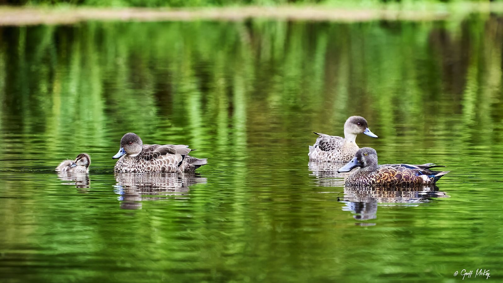 Grey Teal