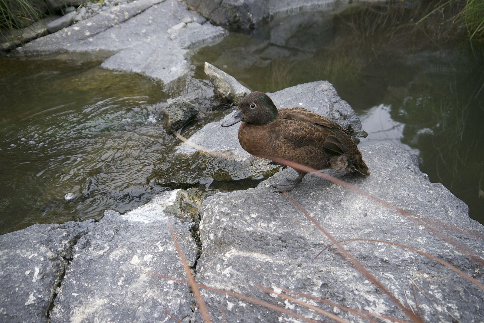 Campbell Island Teal