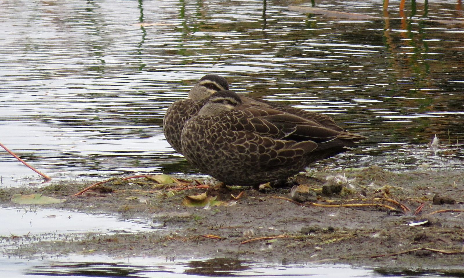 Grey Duck