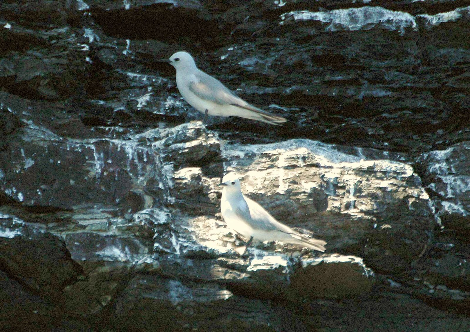 Grey Noddy