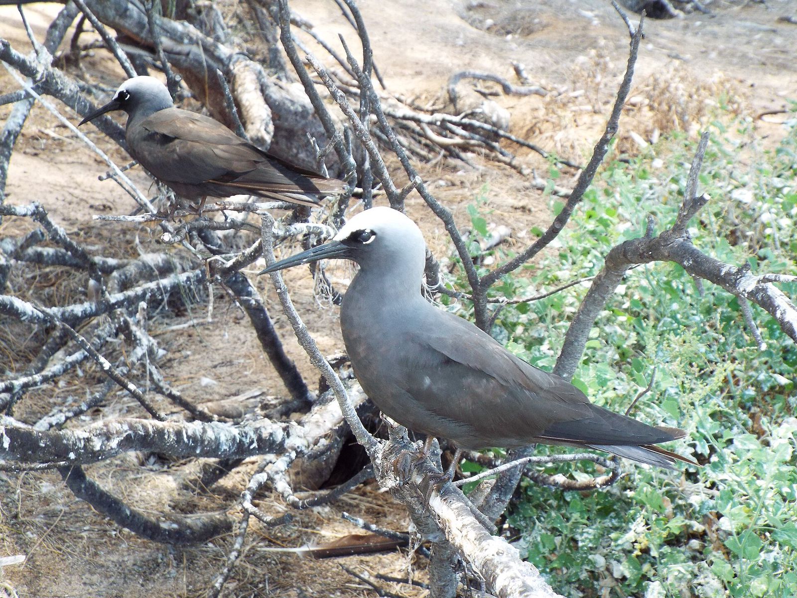 Black Noddy