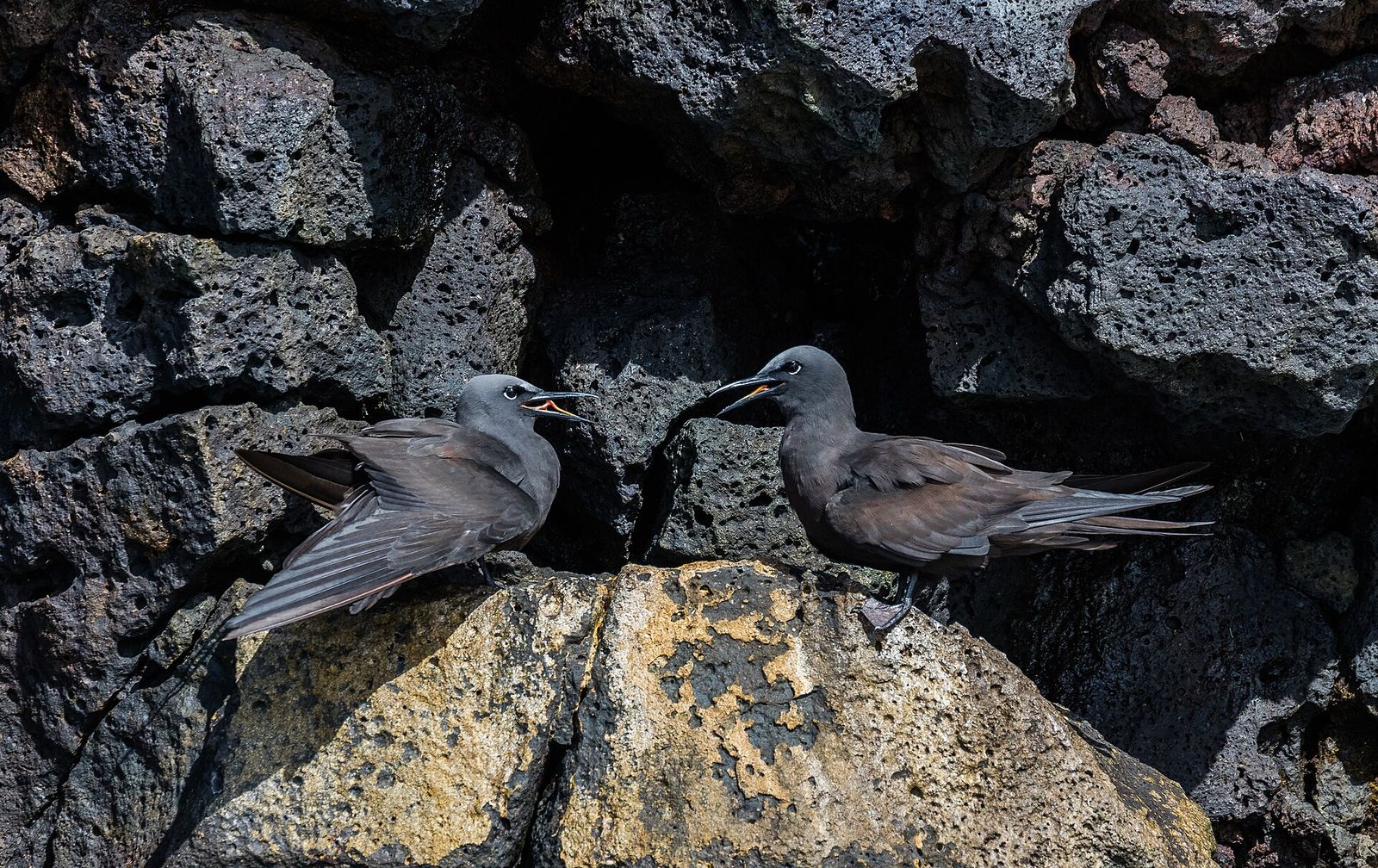 Brown Noddy
