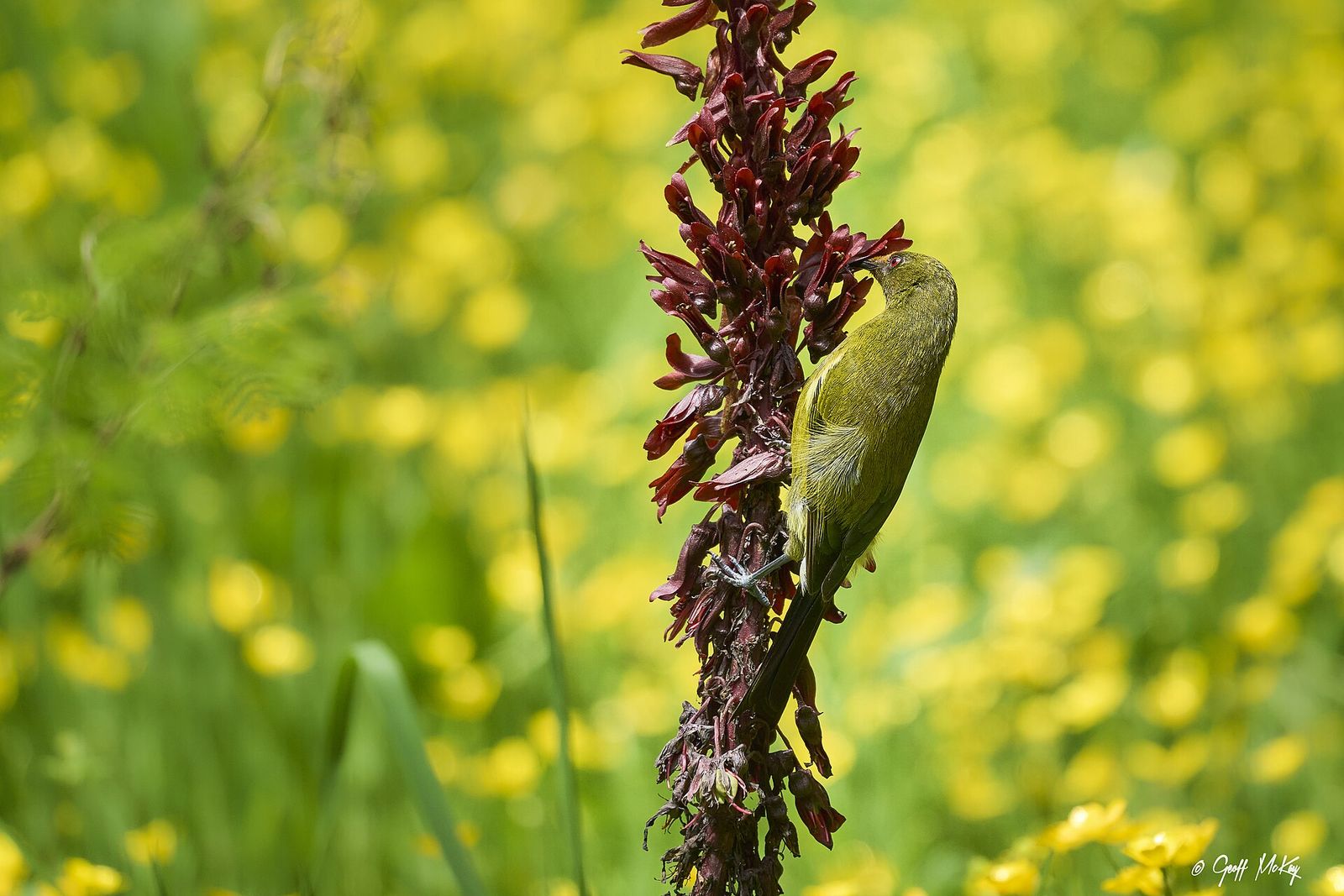Bellbird