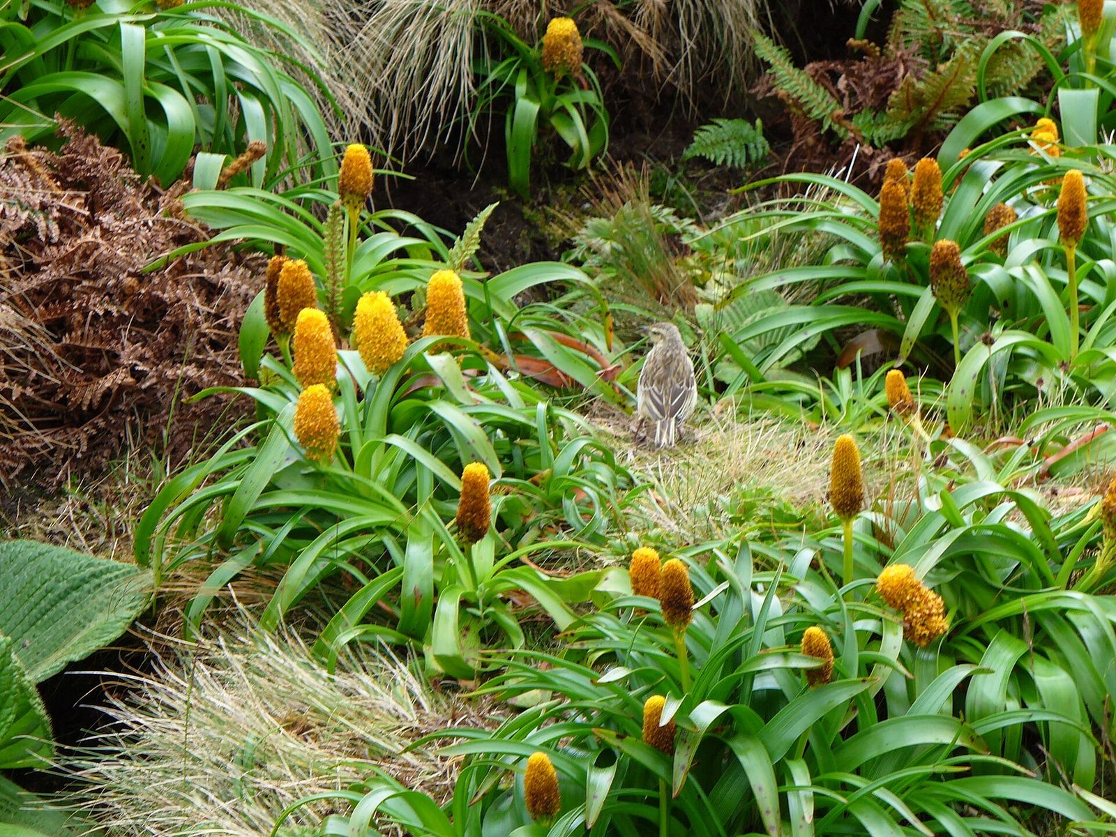 New Zealand Pipit