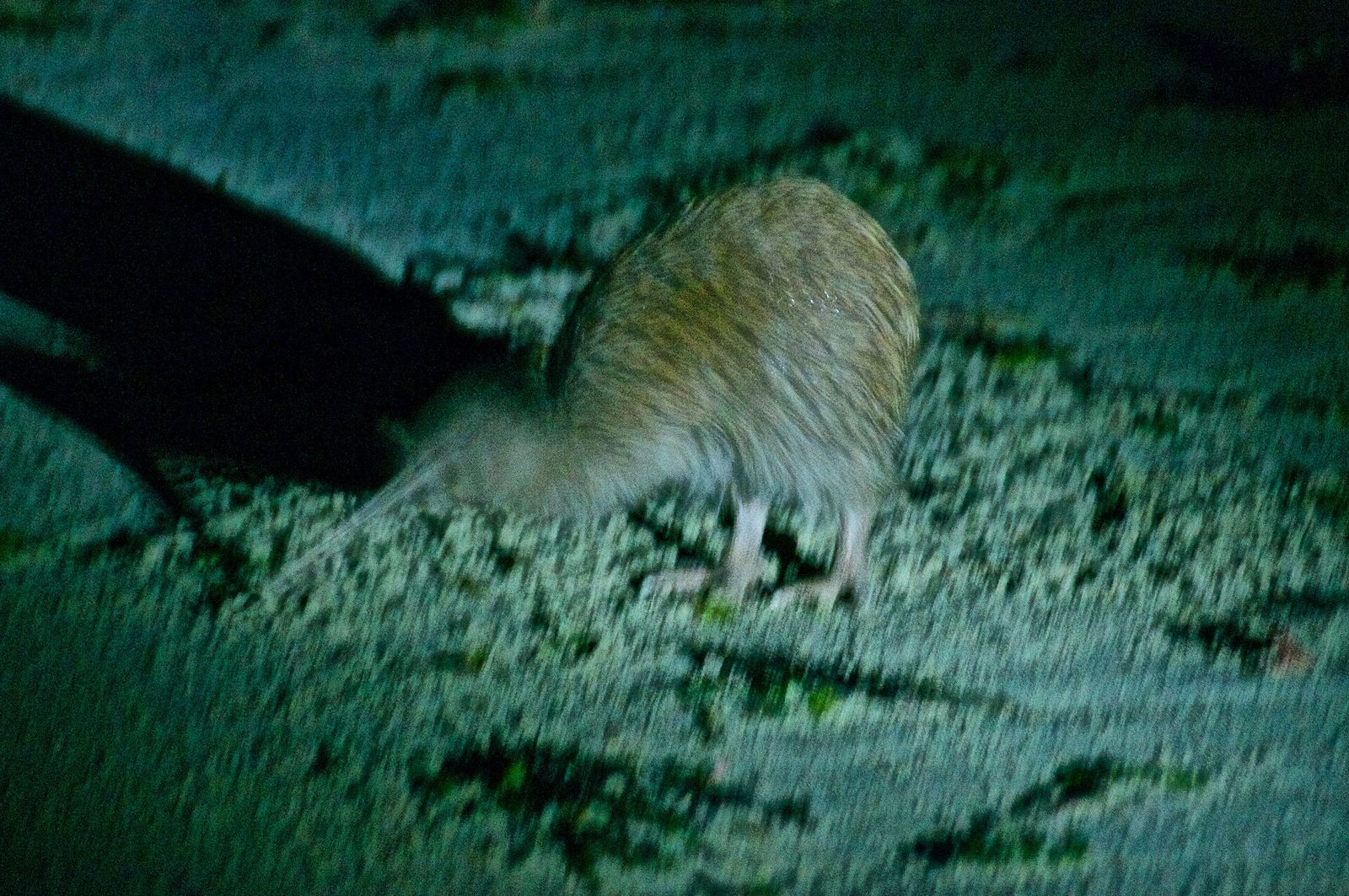 Southern Brown Kiwi