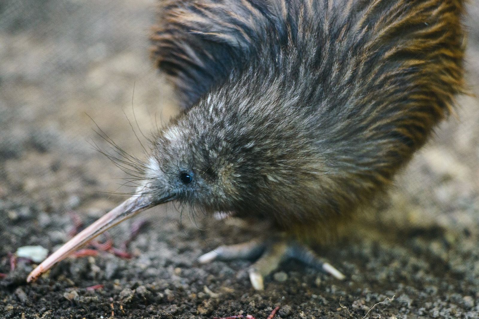North Island Brown Kiwi