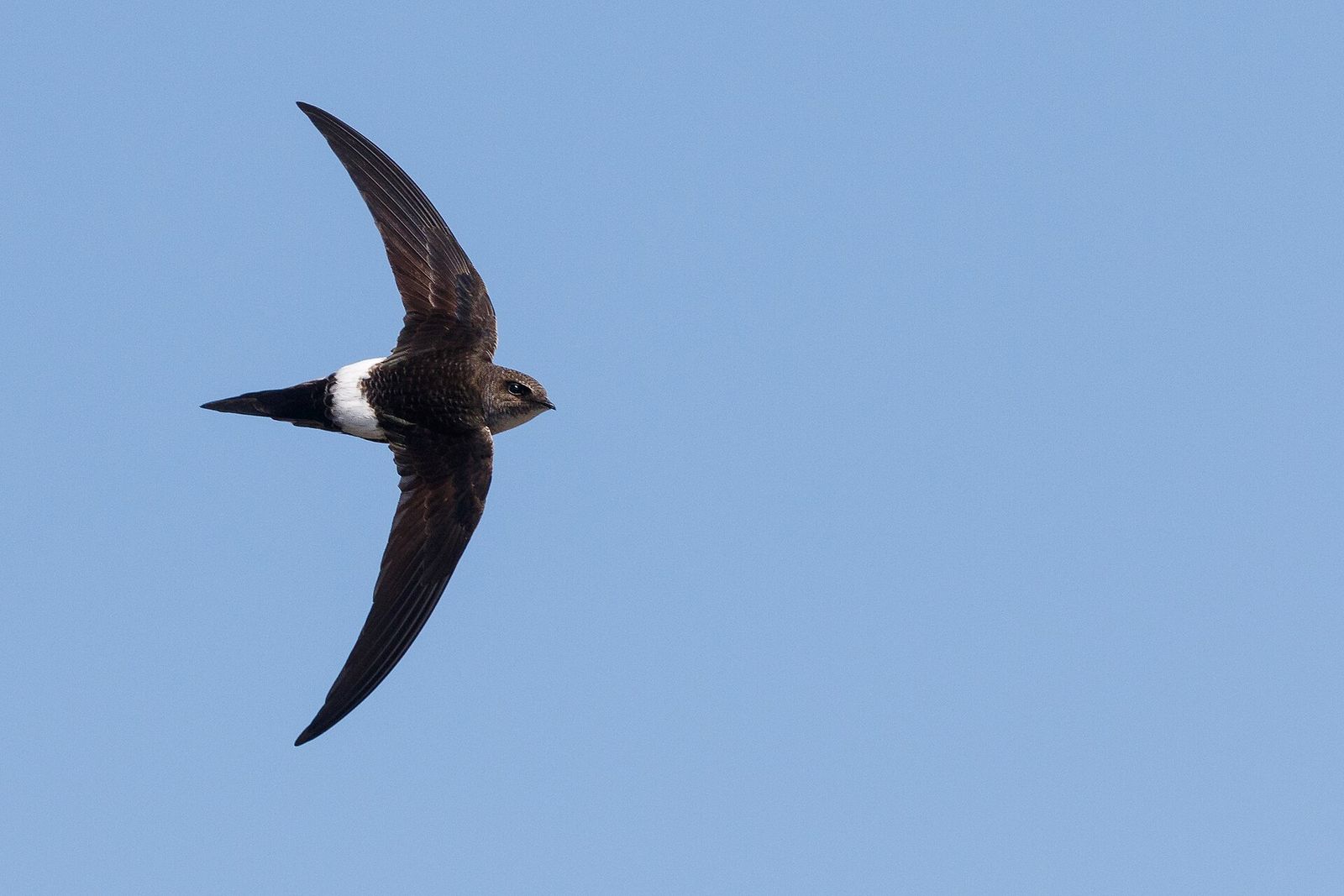 Fork-tailed Swift