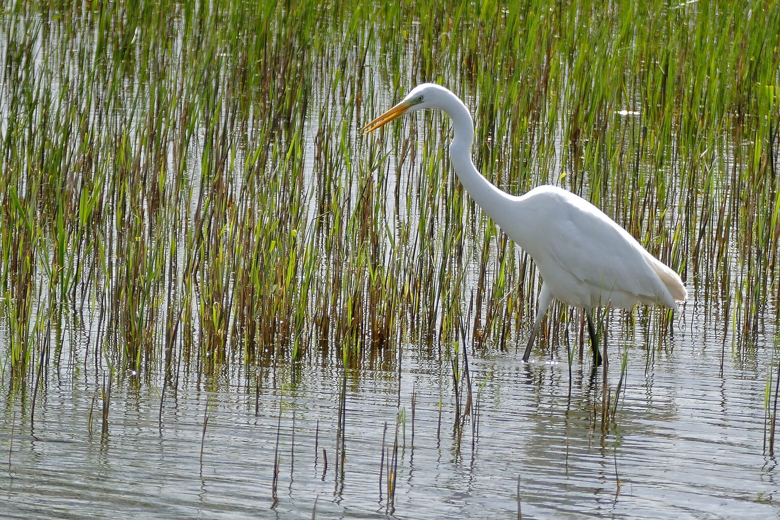 Great Egret