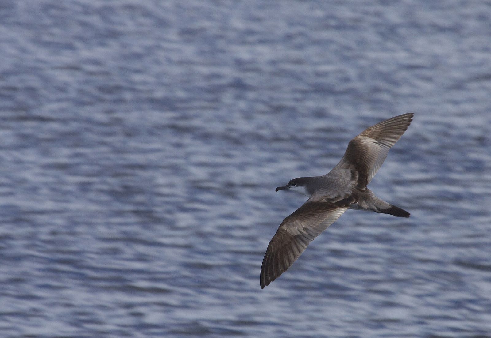Buller's Shearwater