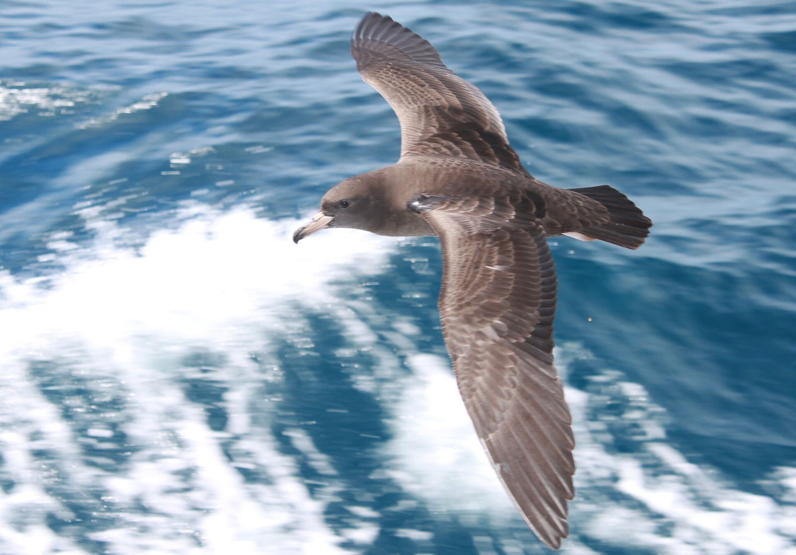 Flesh-footed Shearwater