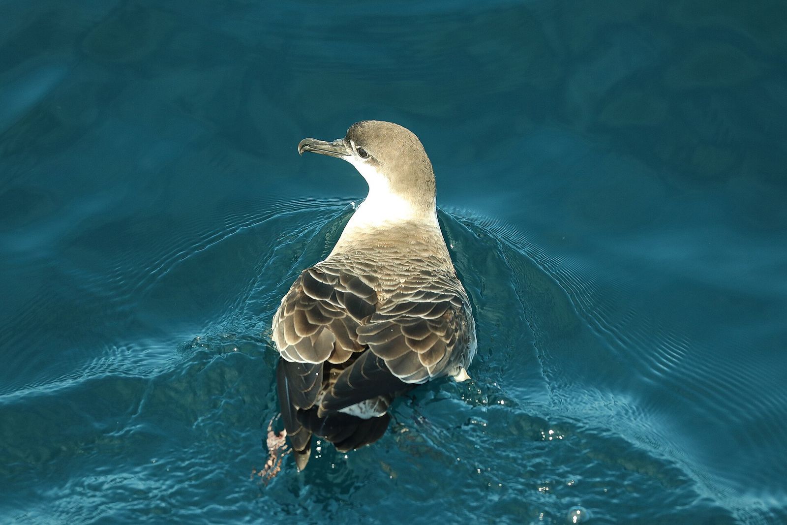 Great Shearwater