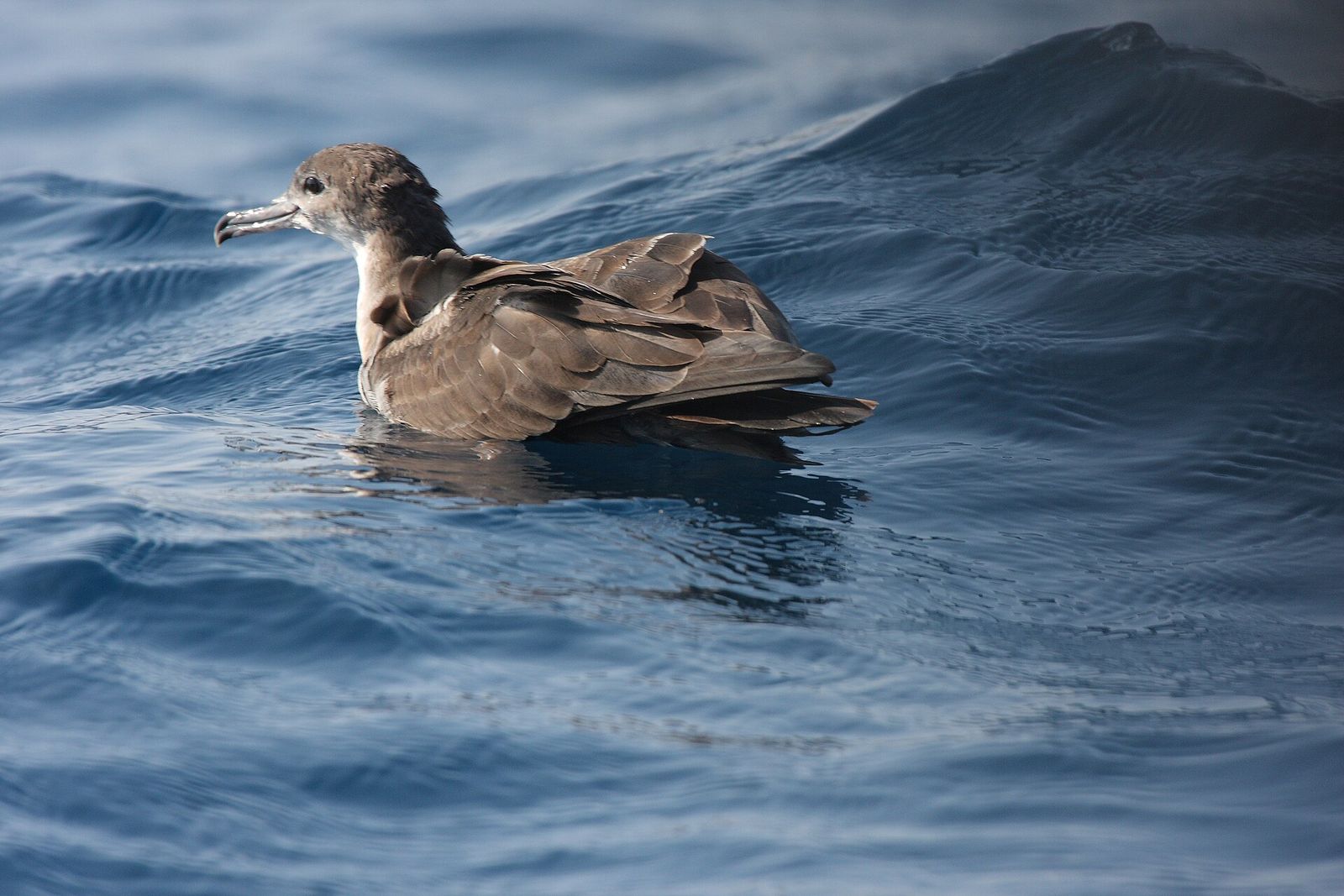 Wedge-tailed Shearwater