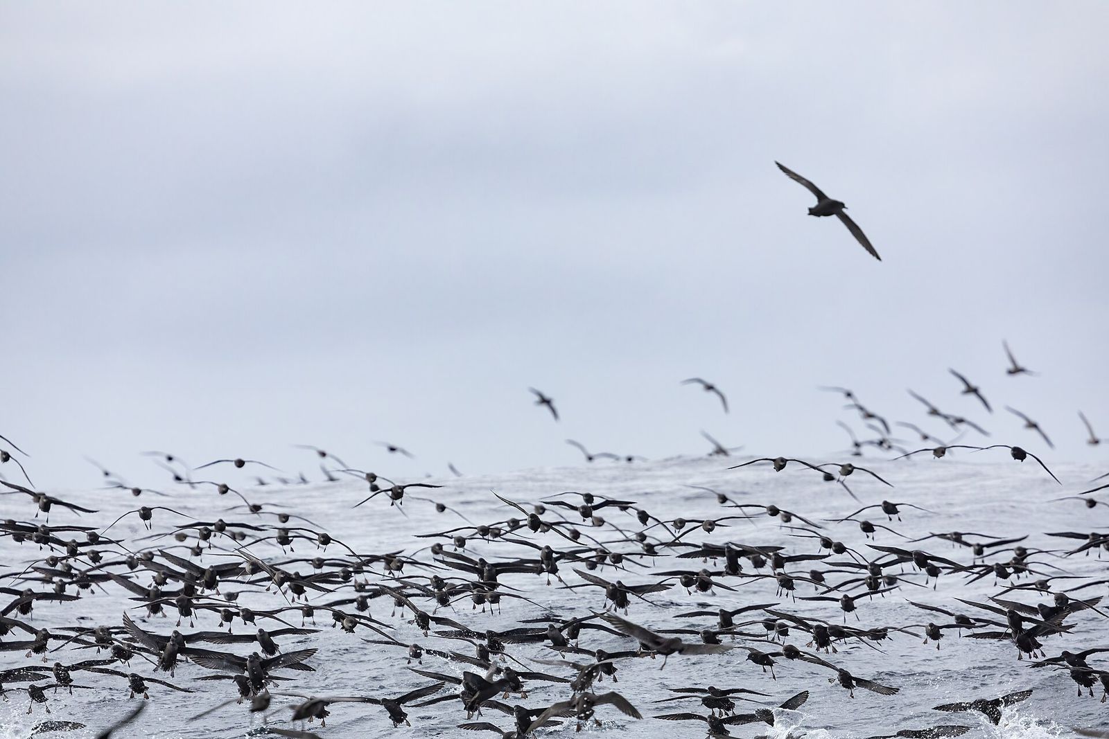 Short-tailed Shearwater