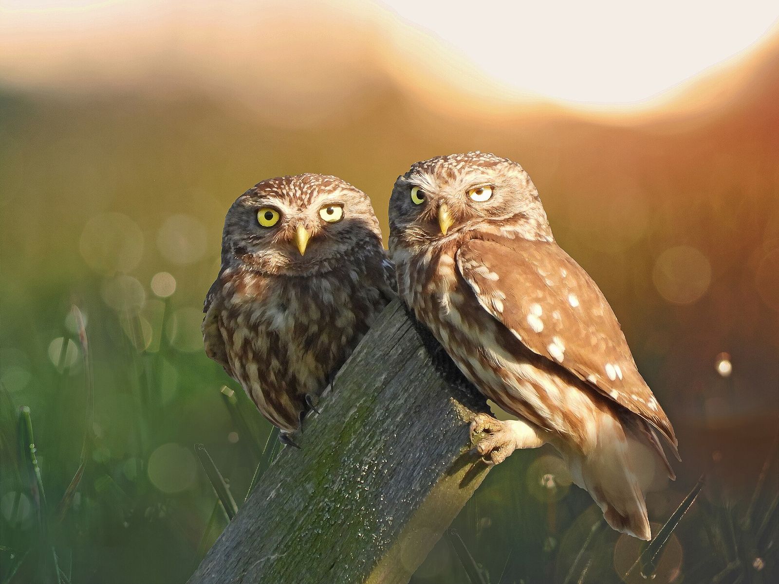 Little Owl