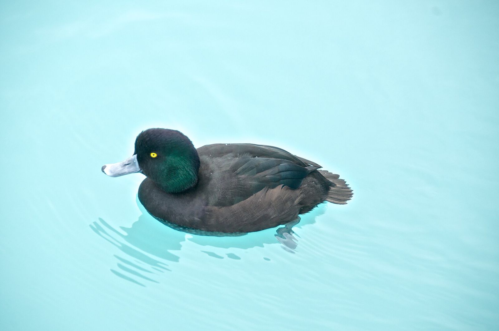 New Zealand Scaup