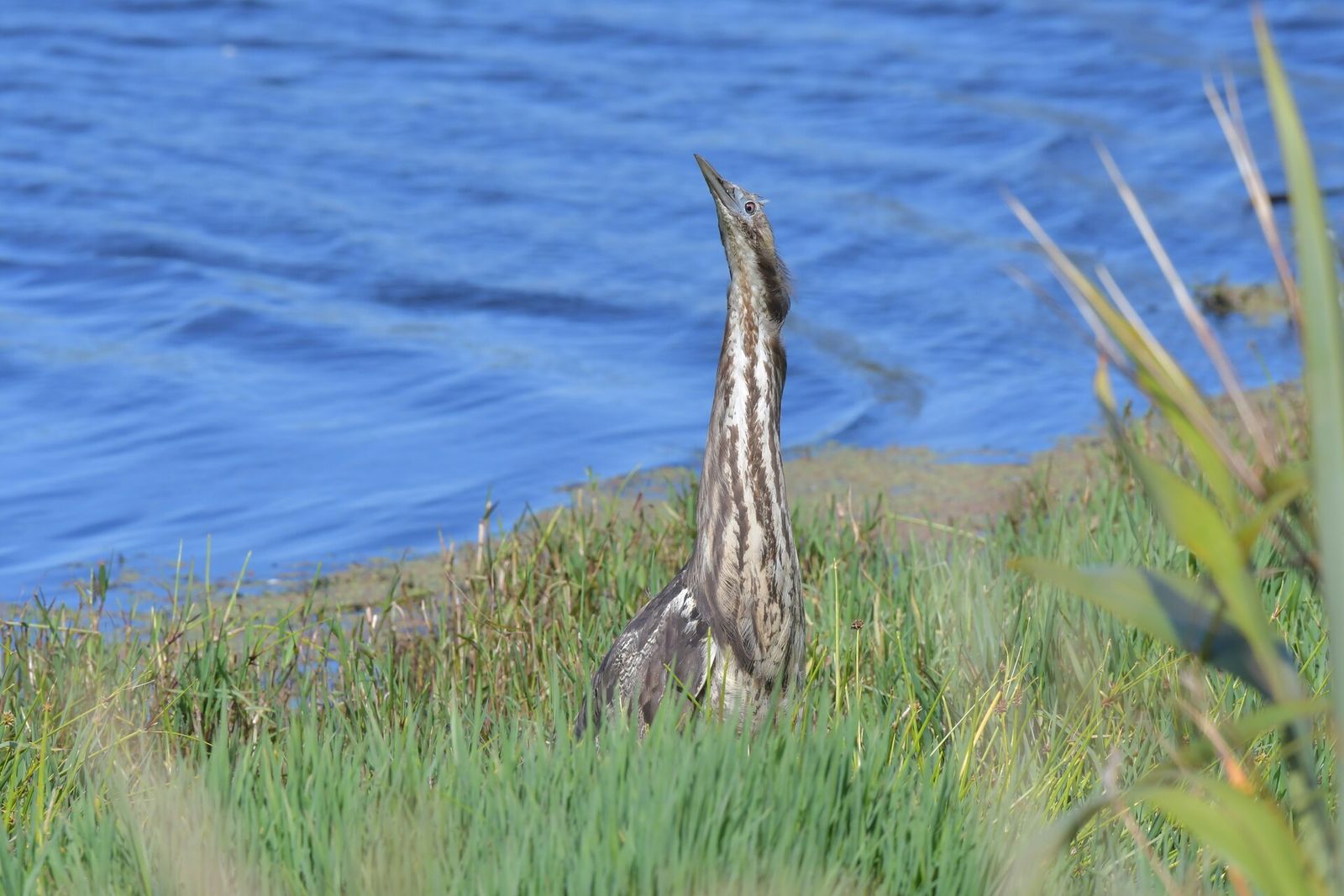 Australasian Bittern