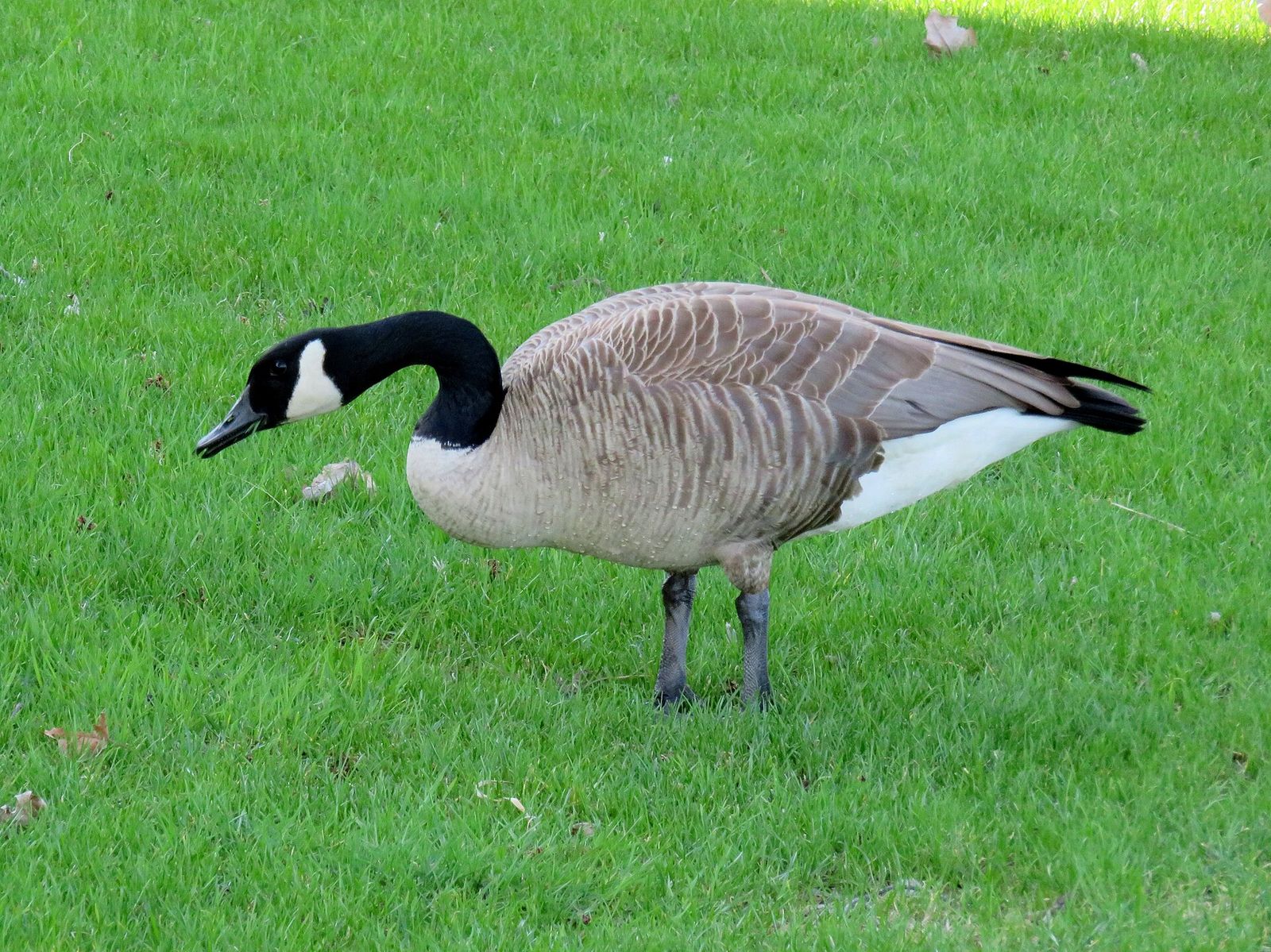 Canada Goose