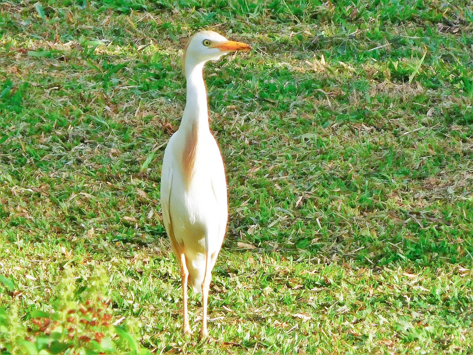 Cattle Egret