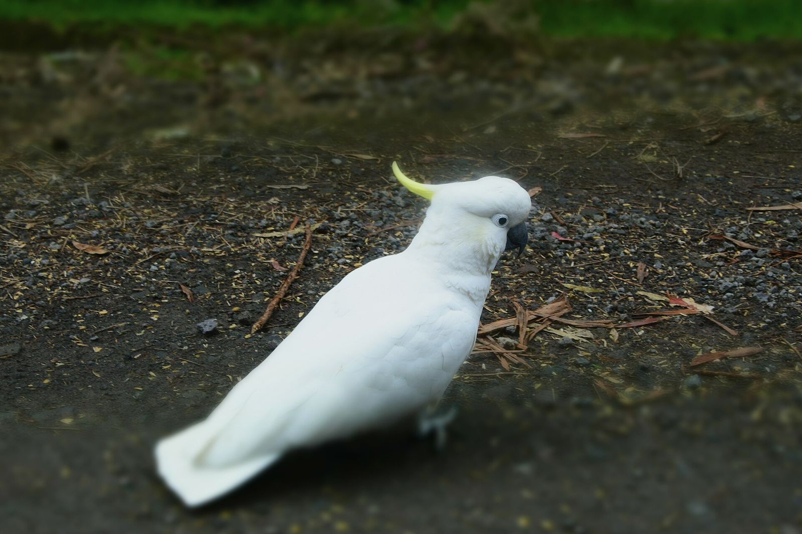 Sulphur-crested Cockatoo