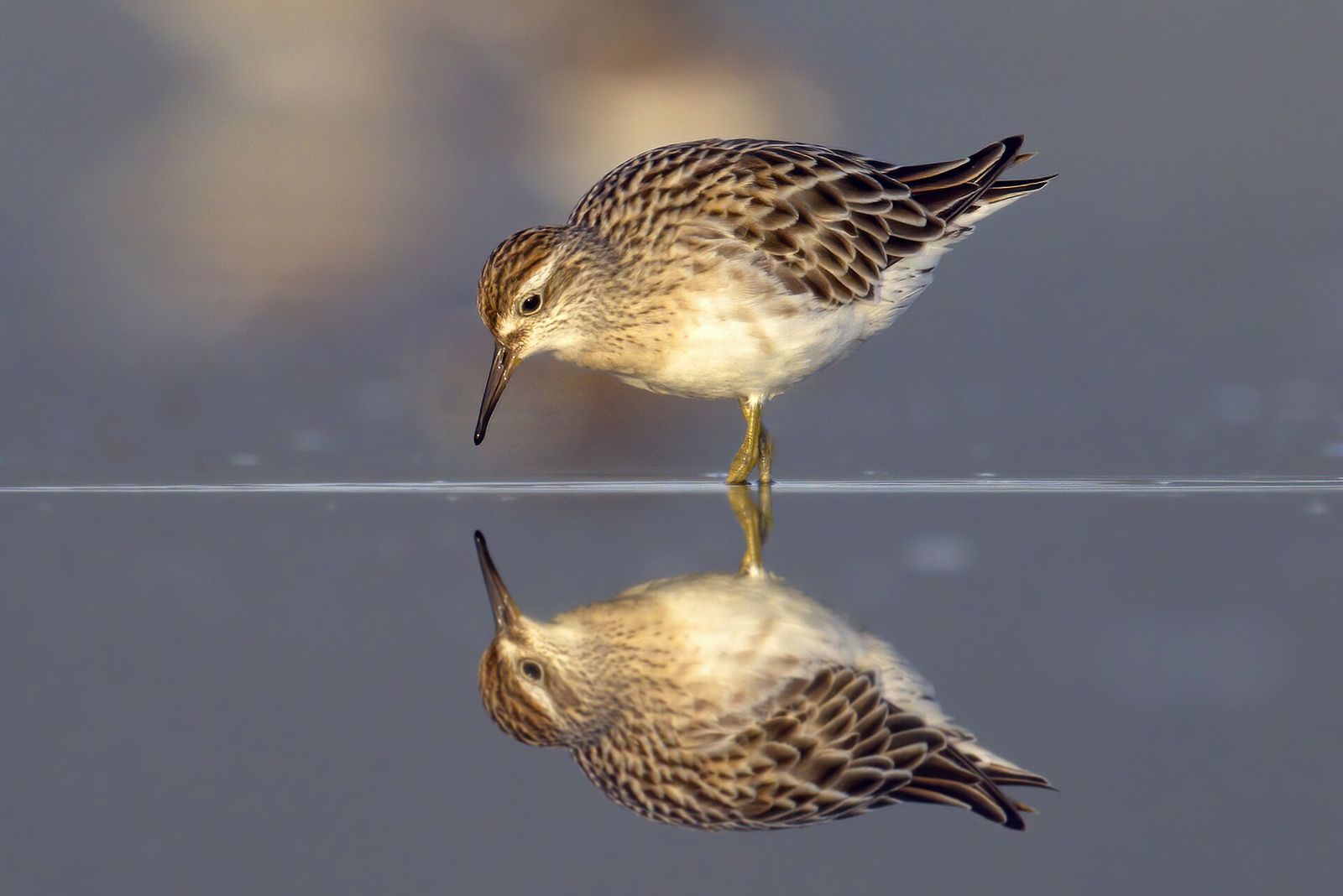 Sharp-tailed Sandpiper