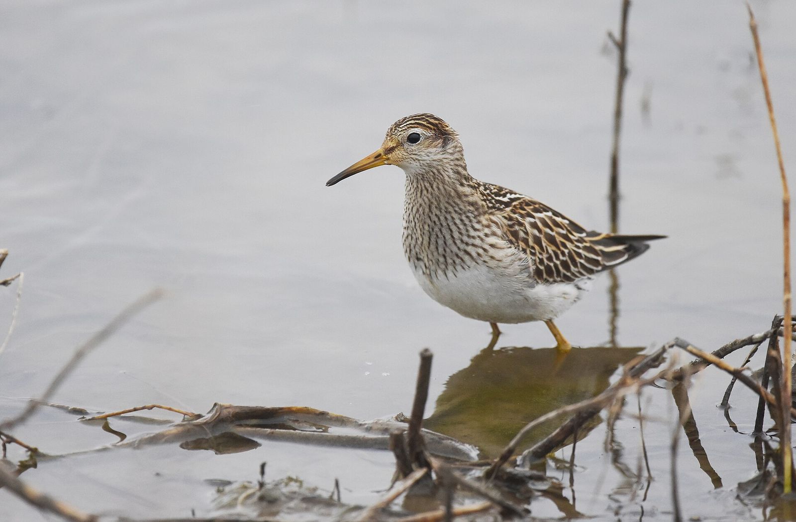 Pectoral Sandpiper