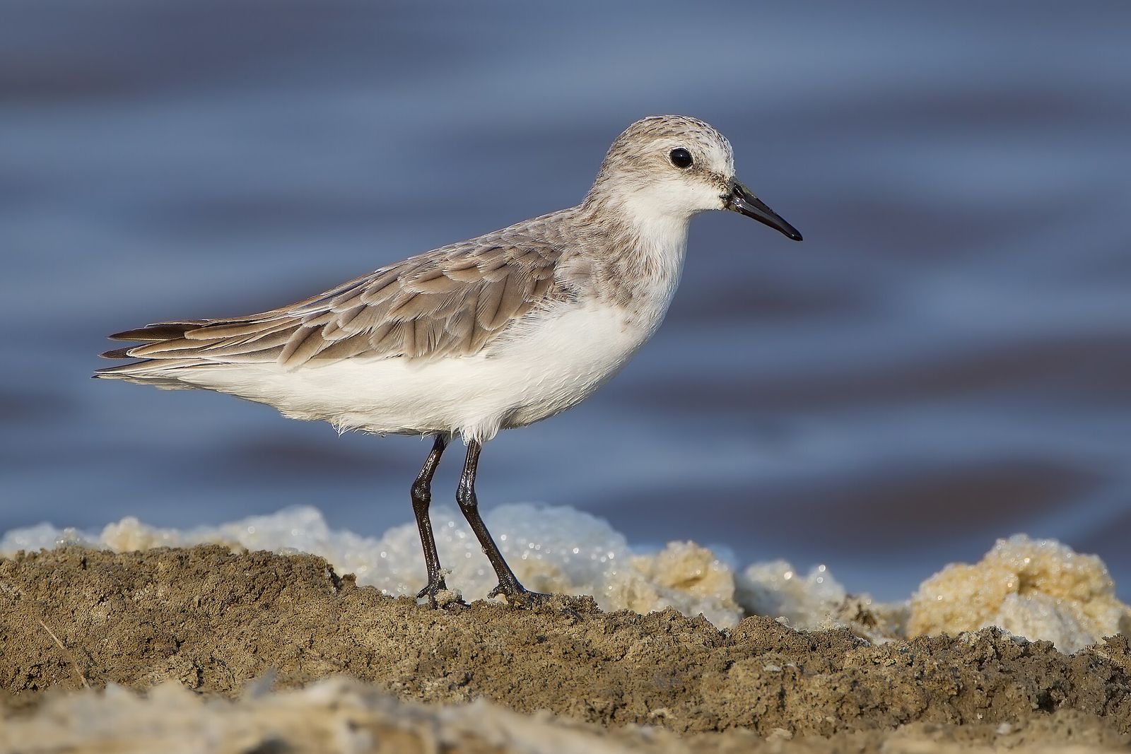 Red-necked Stint