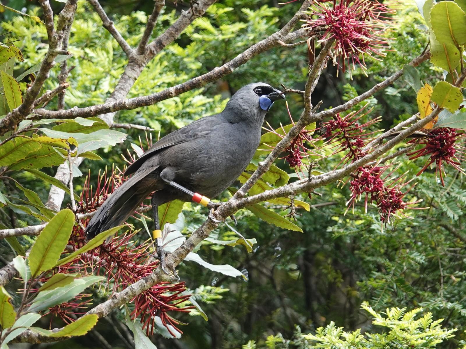 North Island Kokako