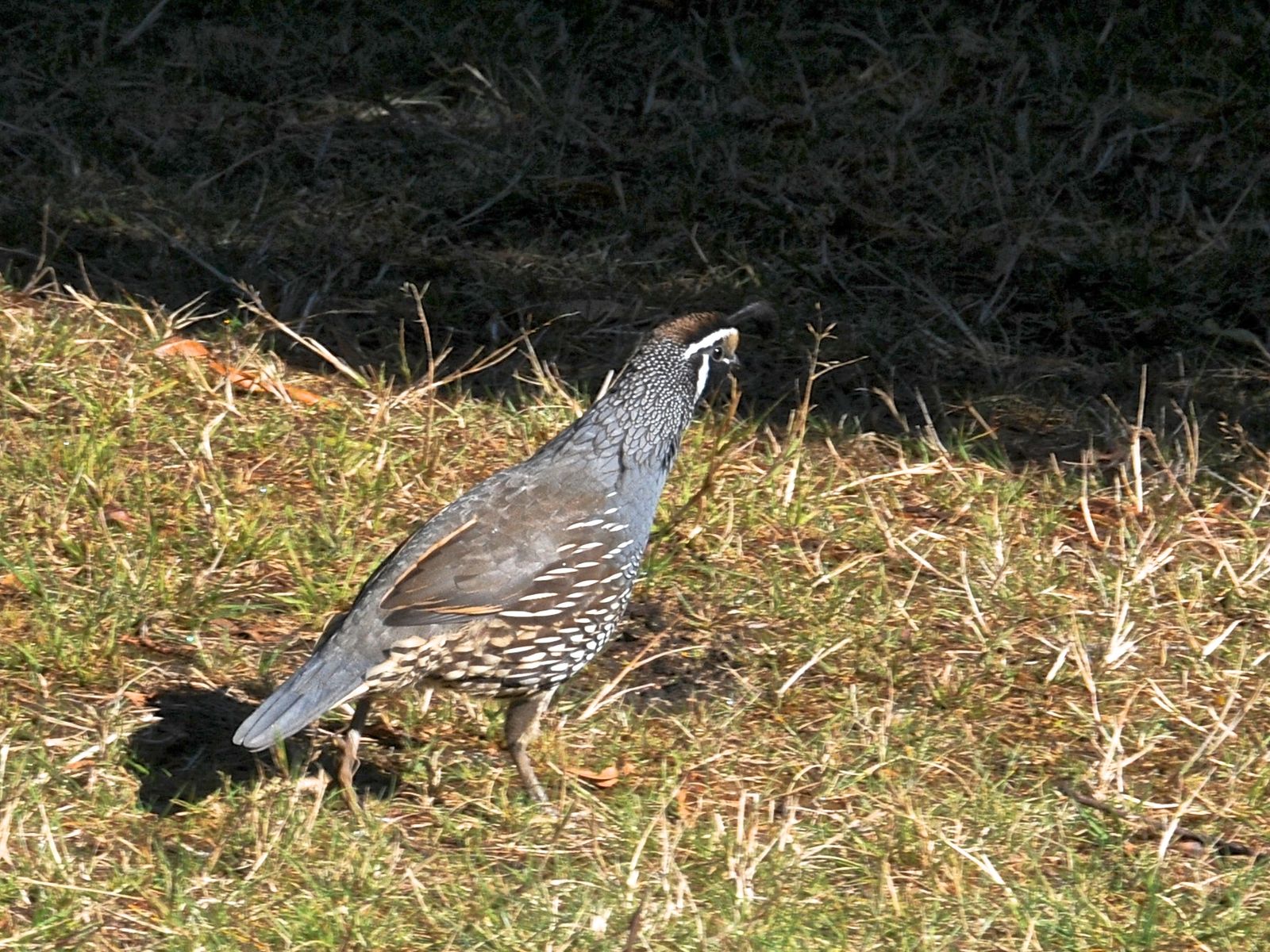 California Quail