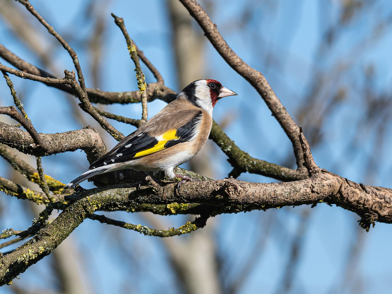 European Goldfinch