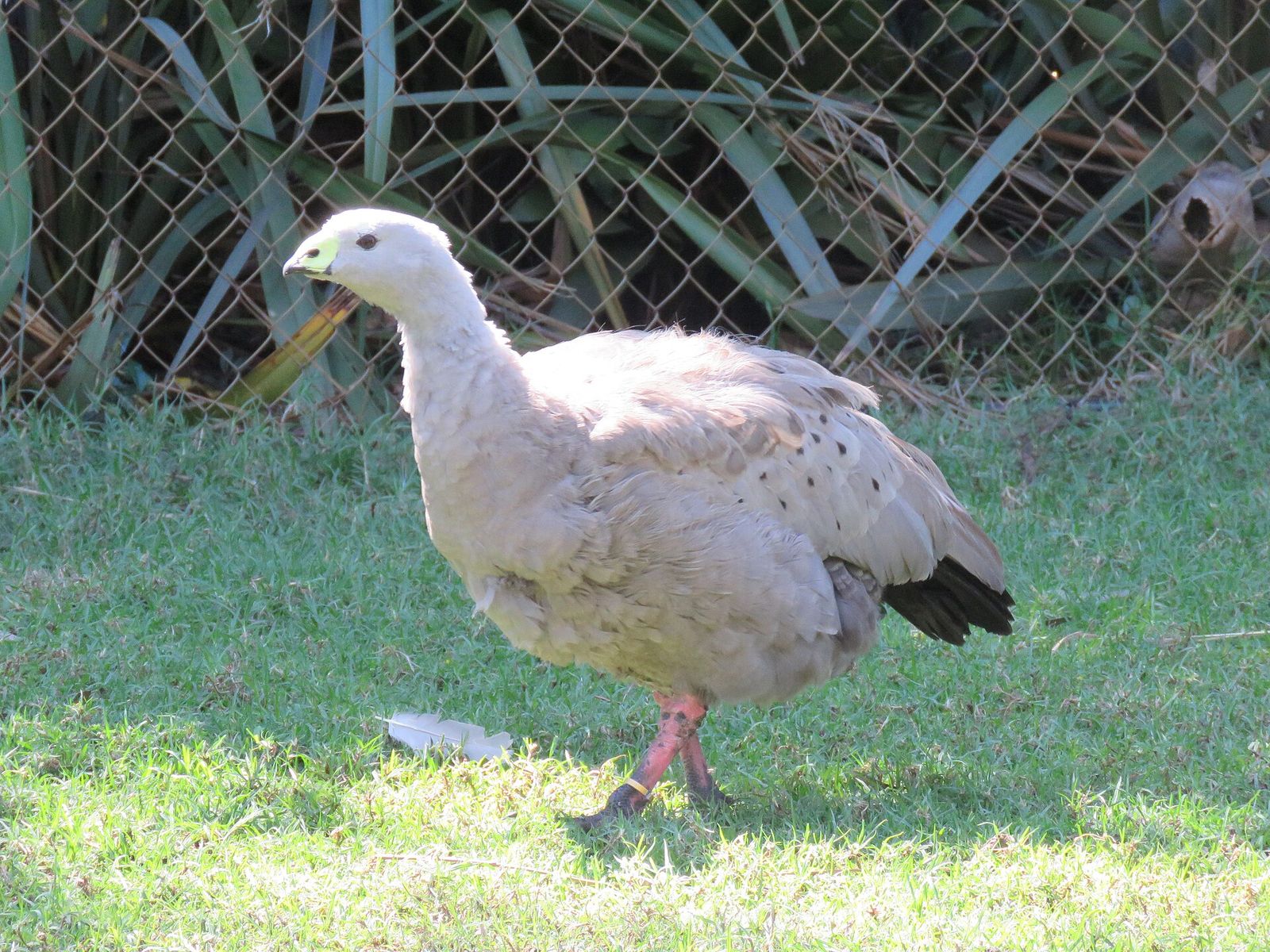 Cape Barren Goose
