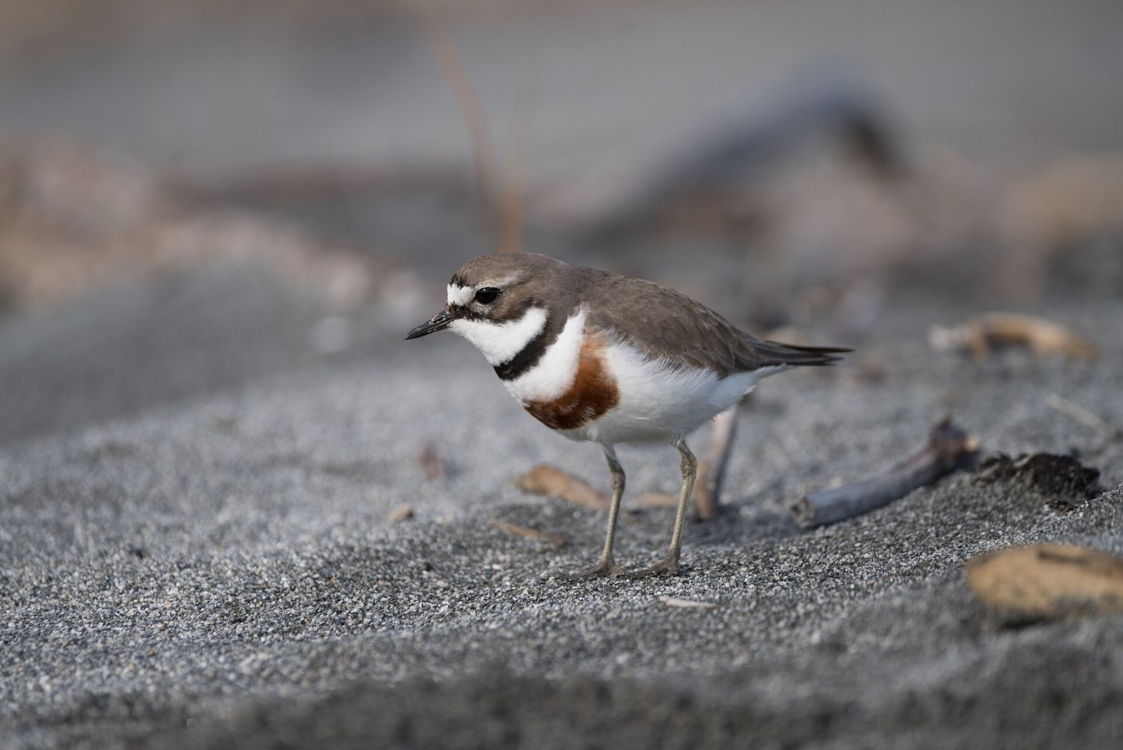 Banded Dotterel