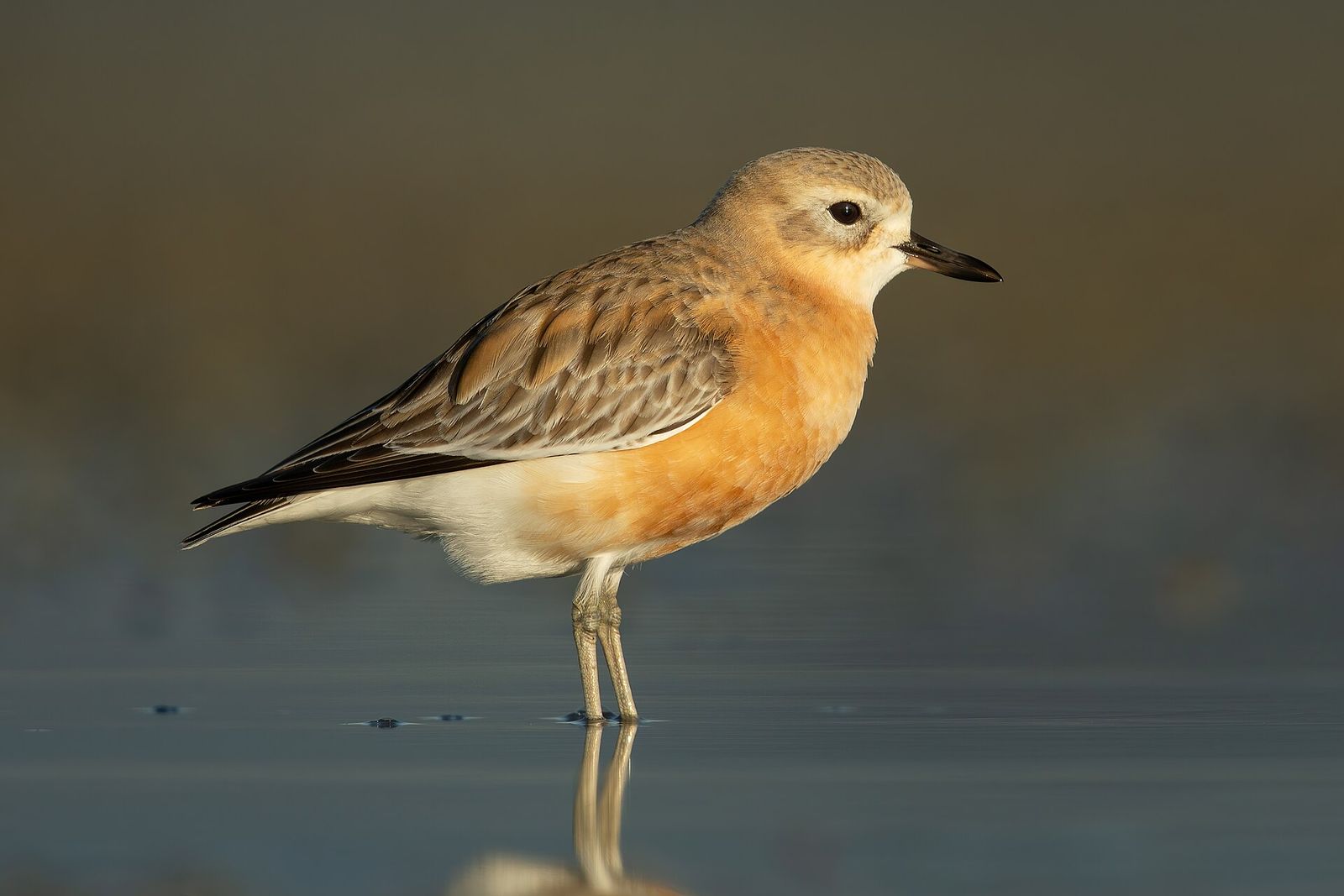 New Zealand Dotterel