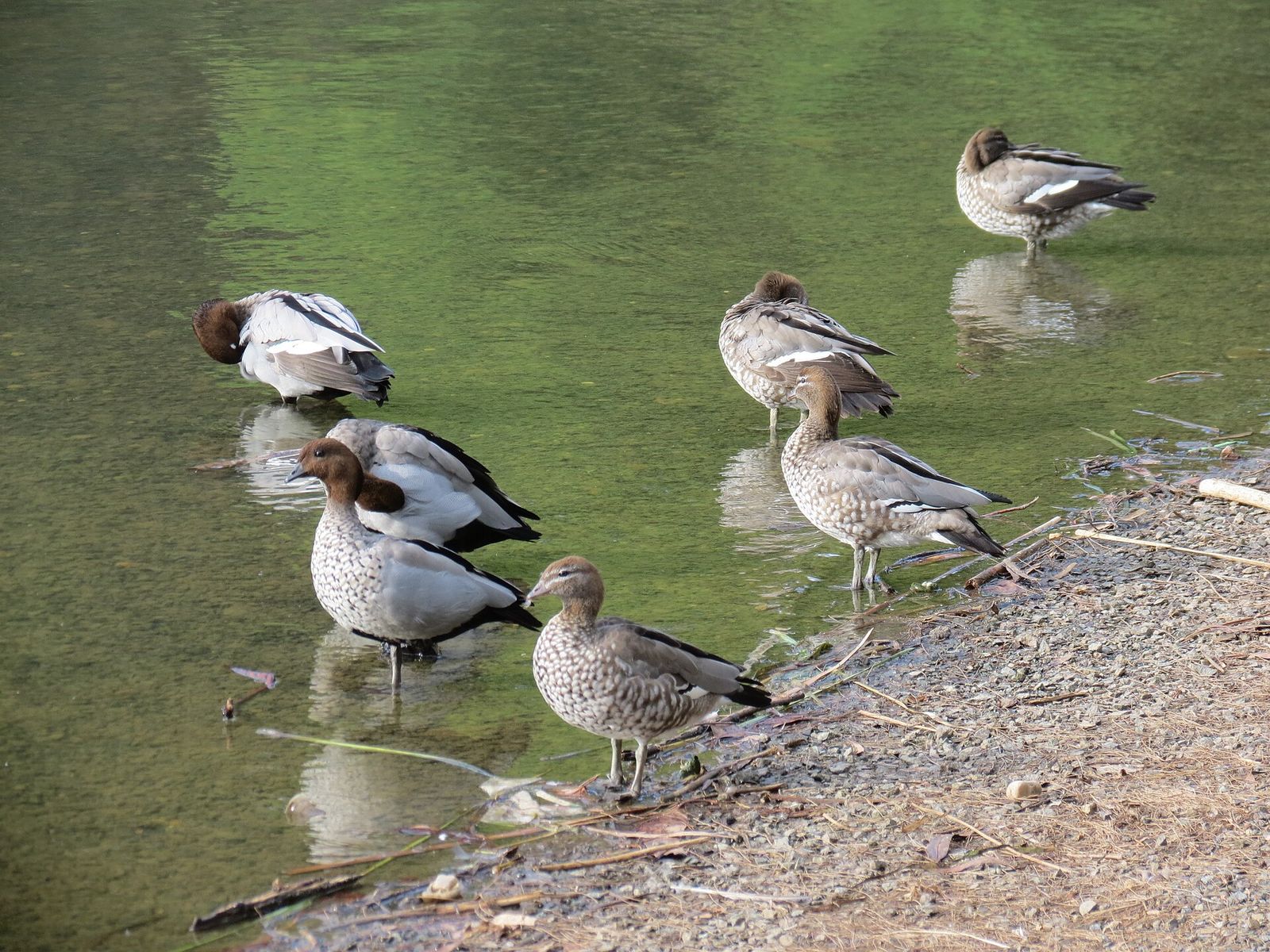 Australian Wood Duck