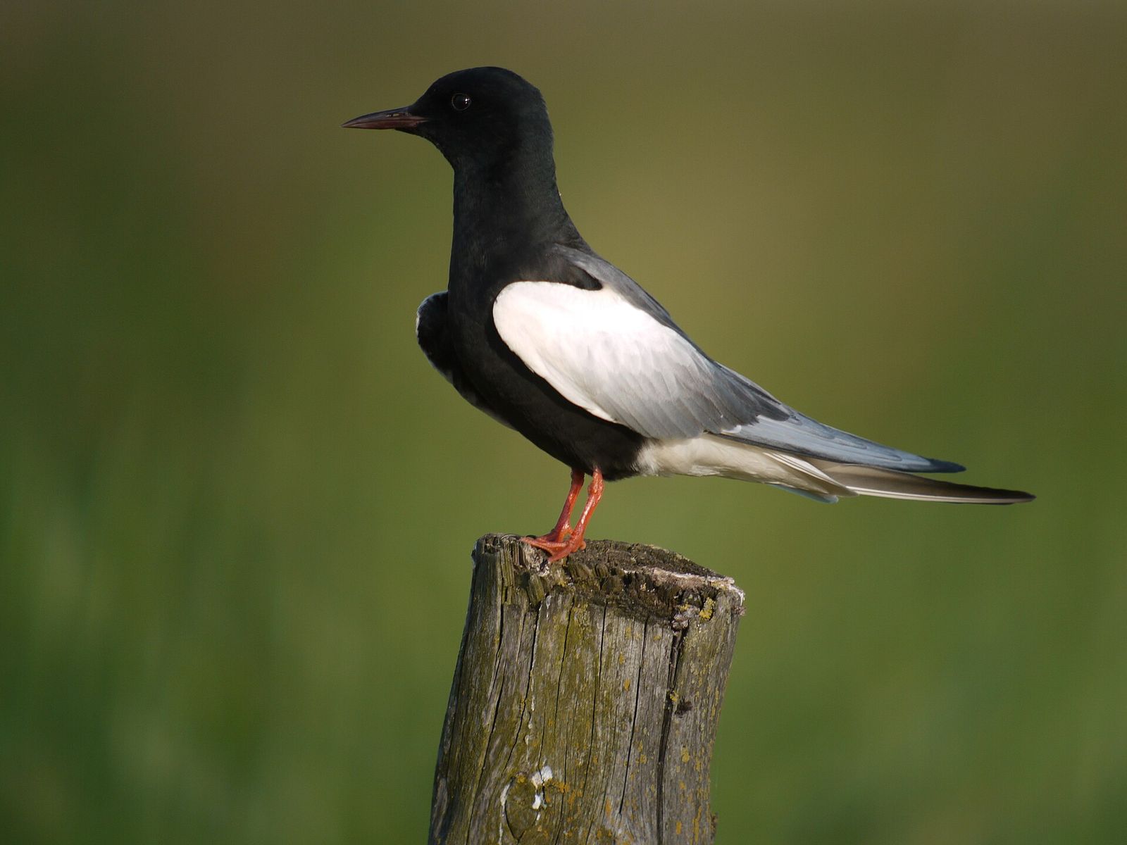 White-winged Black Tern