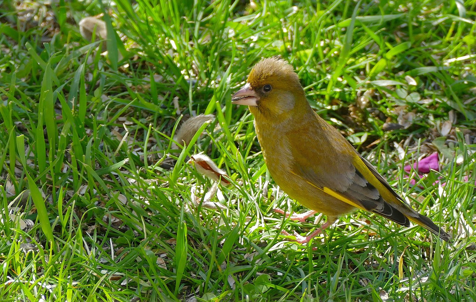 European Greenfinch