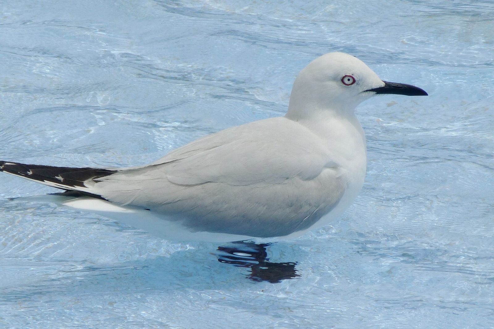 Black-billed Gull