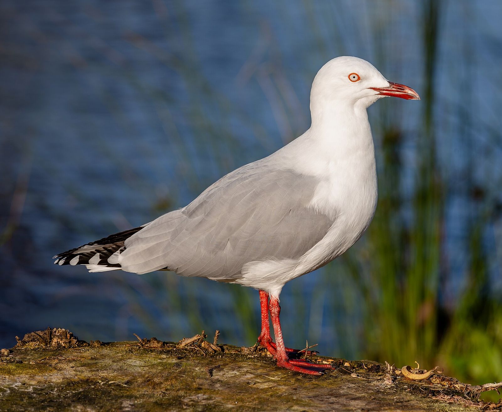 Silver Gull