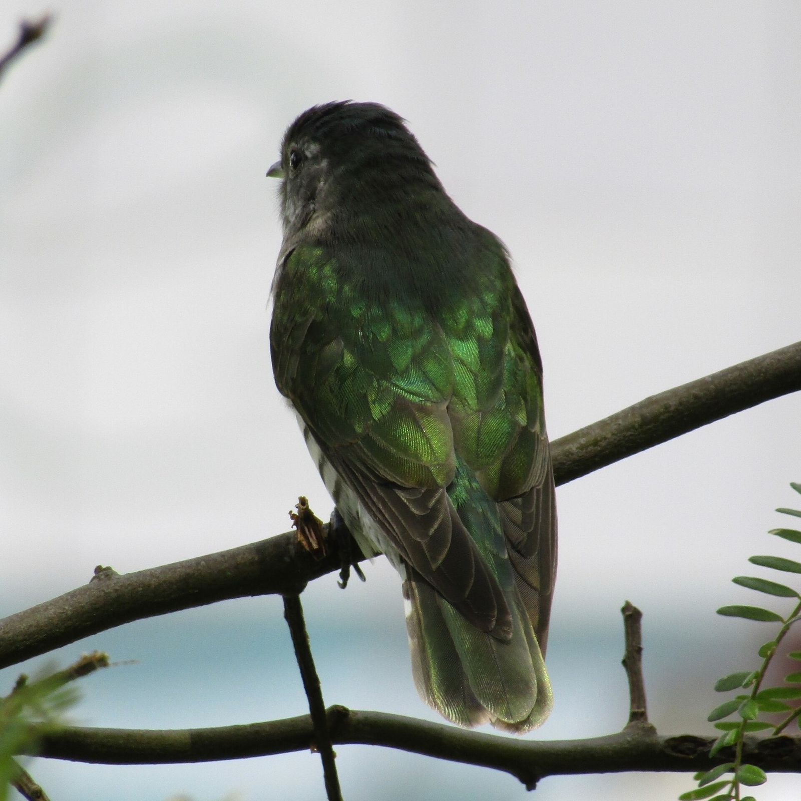 Shining Bronze-cuckoo