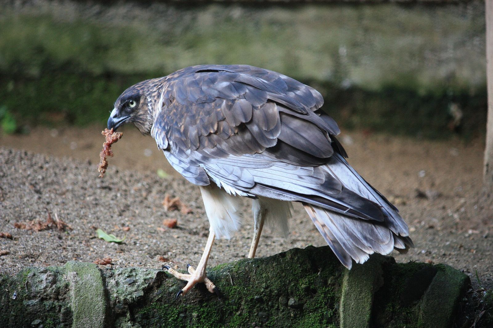 Swamp Harrier