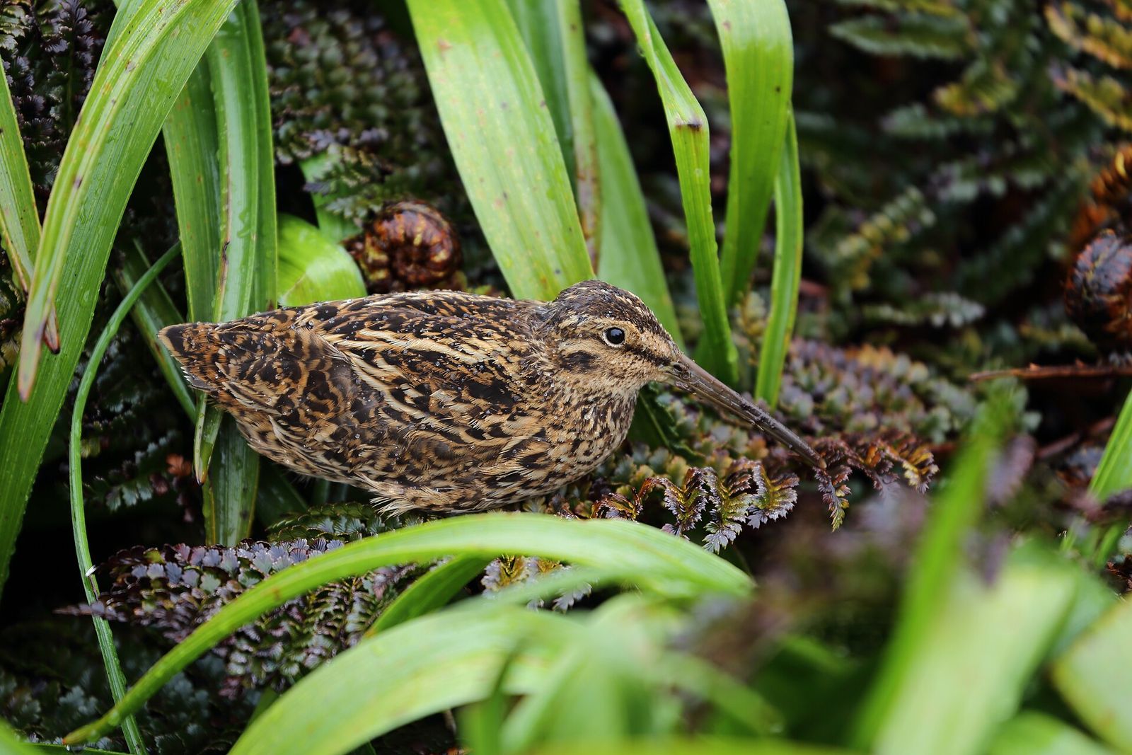 Subantarctic Snipe