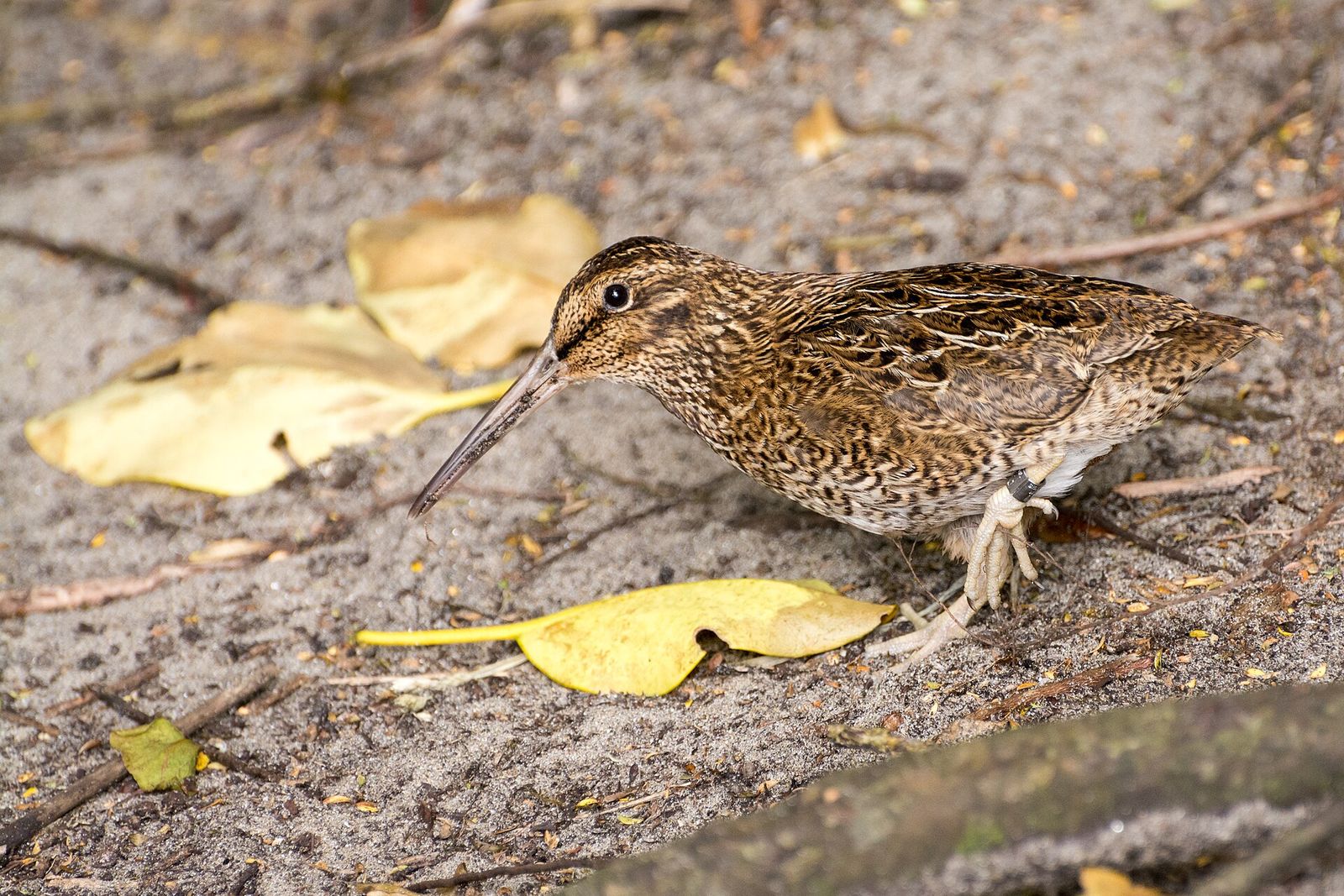 Snares Island Snipe